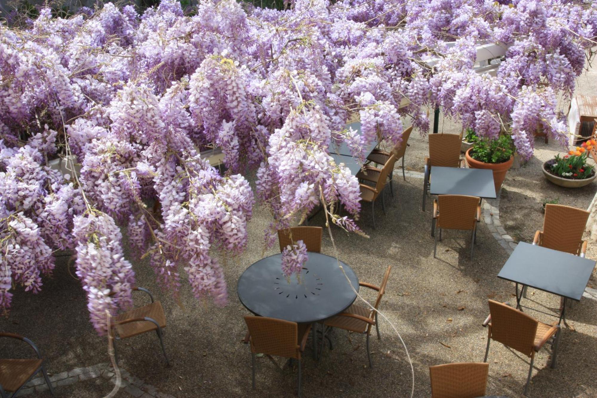 Logis Hotel Restaurant La Ferme Avignon Exterior photo